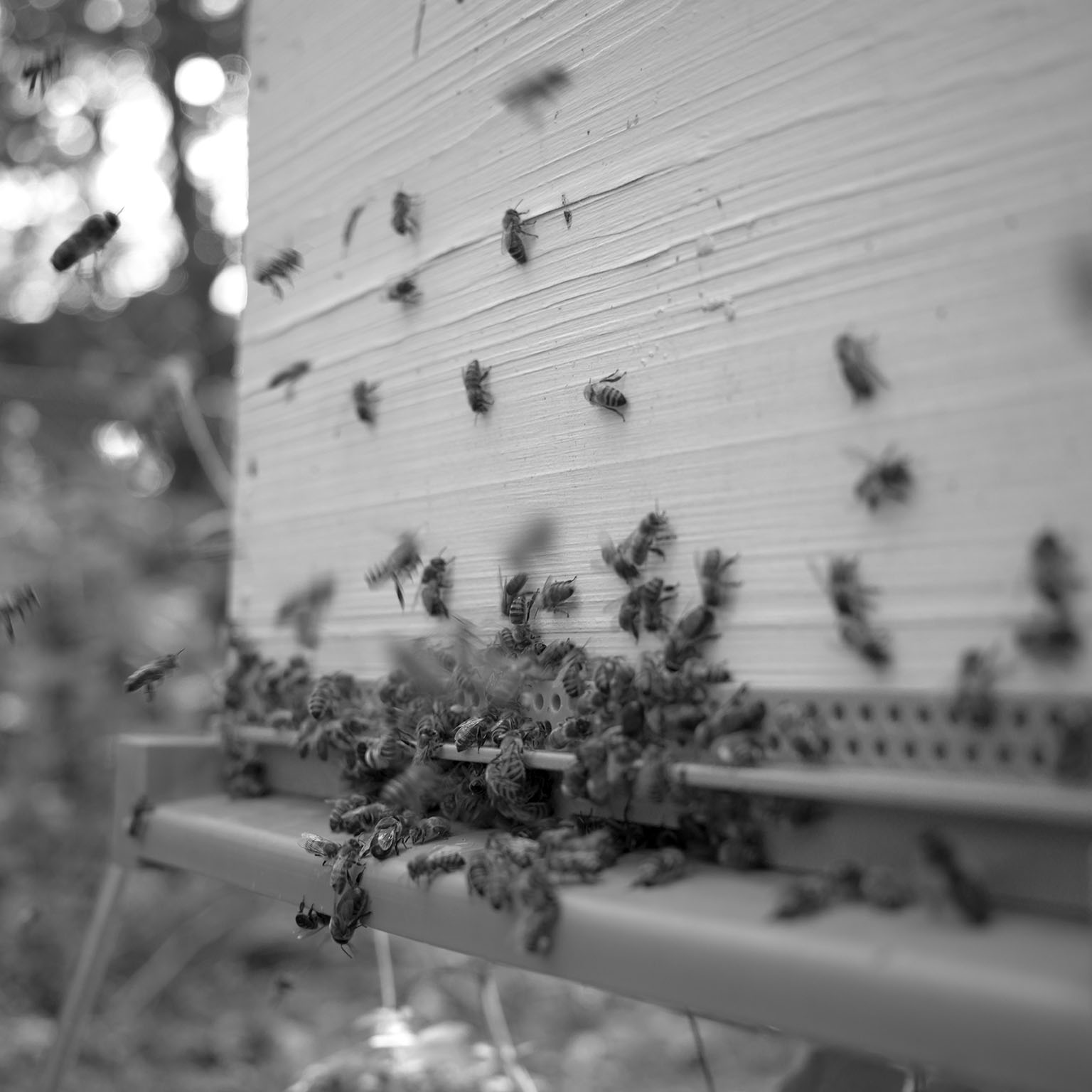 Abeilles en mouvement à l'entrée d'une ruche