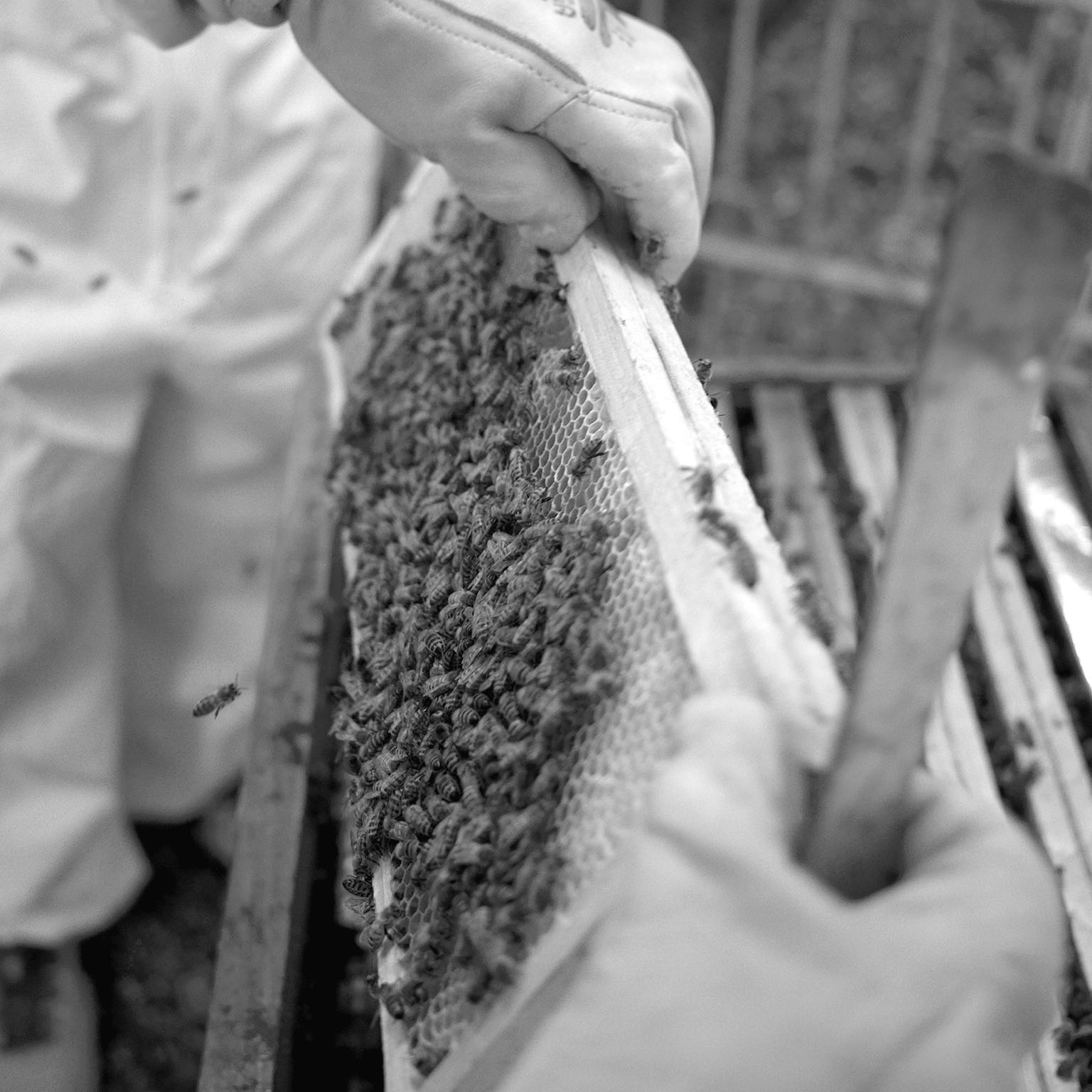 Cadre de ruche couvert d'abeilles tenu entre des mains gantées