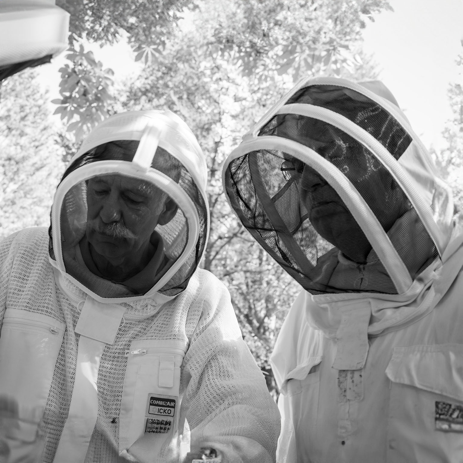 Deux apiculteurs observent ensemble une ruche