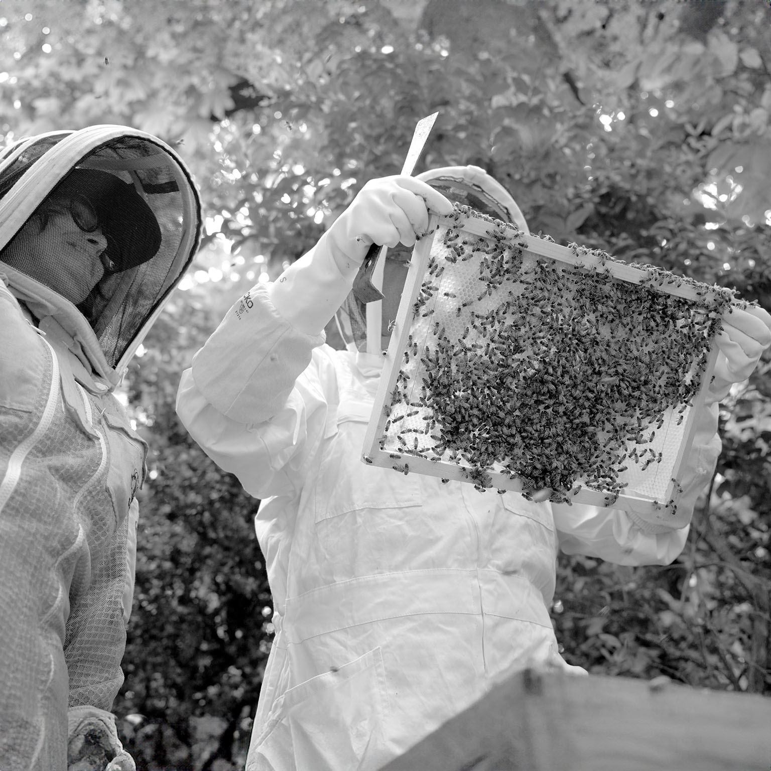 Apiculteurs examinant un cadre couvert d'abeilles